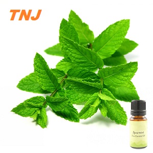 CAS#8008-79-5, Spearmint oil 100% natural